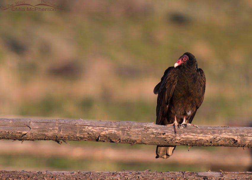 Turkey Vulture at sun rise, Box Elder County, Utah