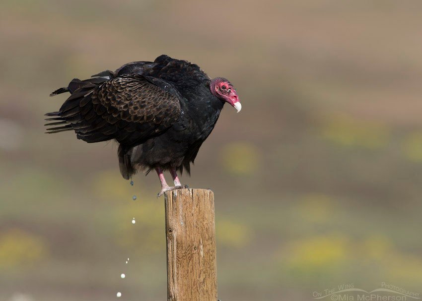 Pooping Turkey Vulture, Box Elder County, Utah
