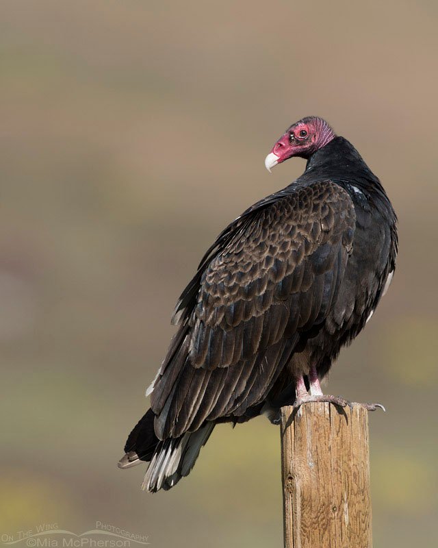 Turkey Vulture over the shoulder look, Box Elder County, Utah
