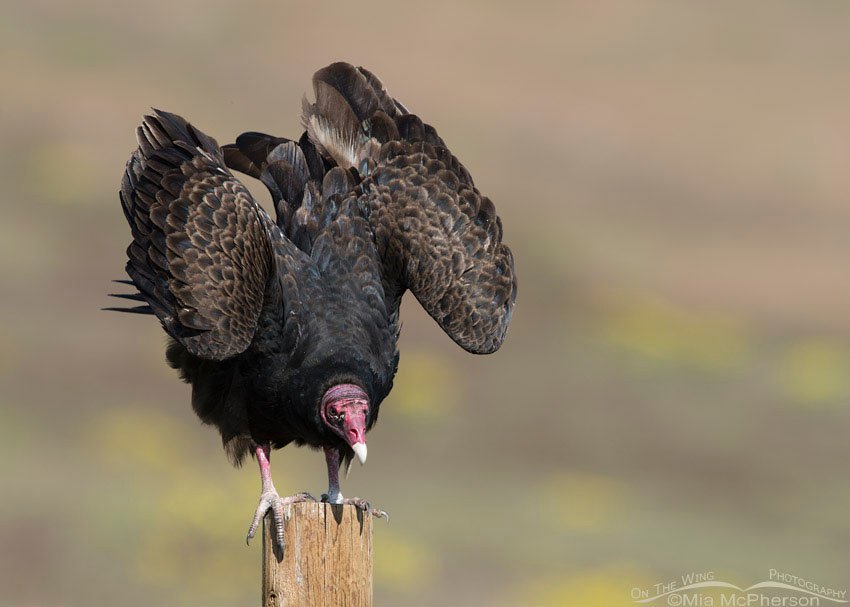 Turkey Vulture with raised wings, Box Elder County, Utah