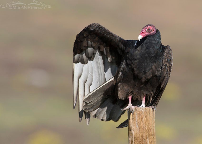 Turkey Vulture wing stretch, Box Elder County, Utah