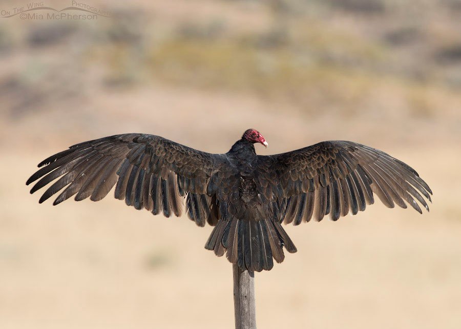 Turkey Vulture thermoregulating on a fence post, Box Elder County, Utah