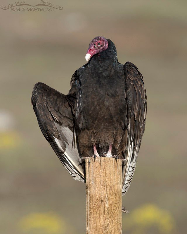 Turkey Vulture warming in the sun on a fence post, Box Elder County, Utah