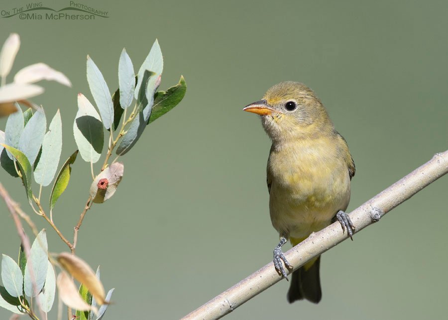 Western Tanager perched in willows, Wasatch Mountains, Morgan County, Utah
