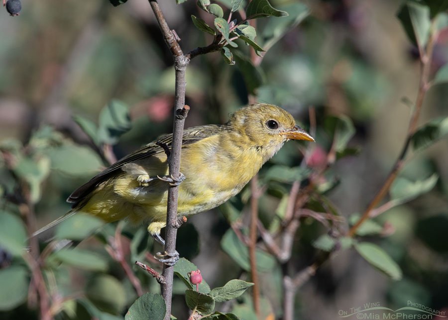 Immature Western Tanager in a serviceberry, Wasatch Mountains, Morgan County, Utah