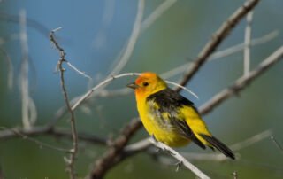 Western Tanager at Fish Springs NWR, Juab County, Utah