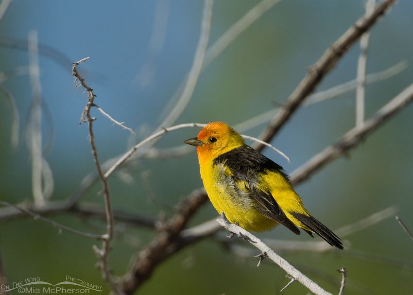 Western Tanager at Fish Springs NWR Western Tanager at Fish Springs NWR, Juab County, Utah
