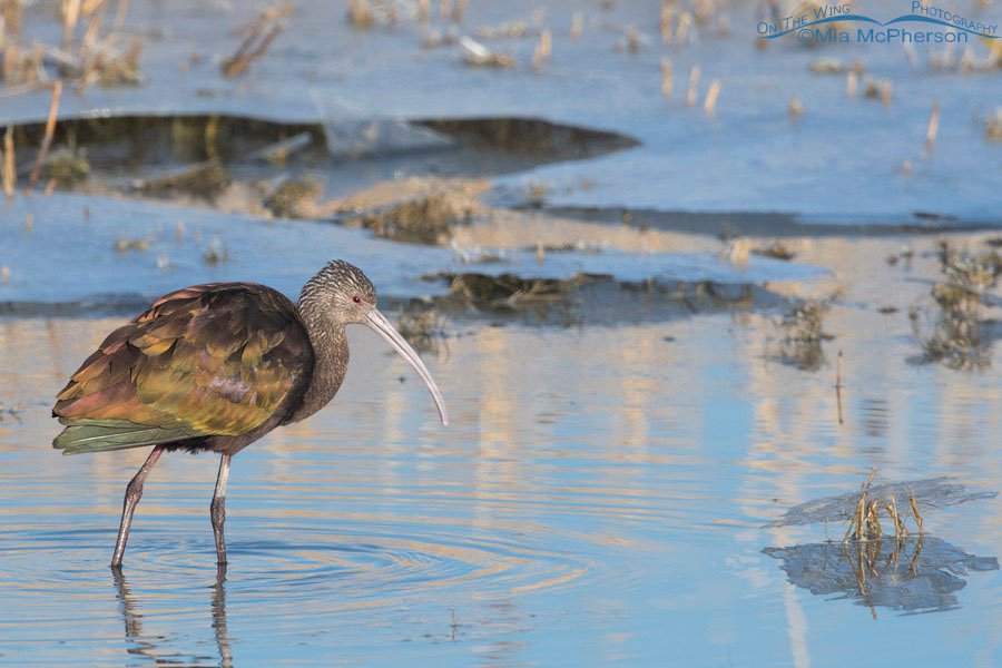 White-faced Ibis in a frozen marsh, Farmington Bay WMA, Davis County, Utah