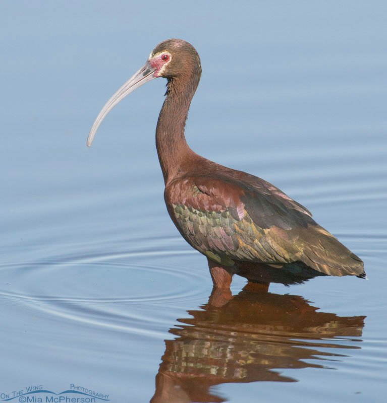 White-faced Ibis at Bear River Migratory Bird Refuge, Box Elder County, Utah