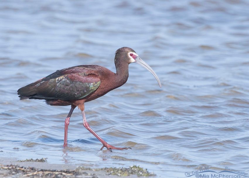Adult White-faced Ibis at Red Rock Lakes NWR in the Centennial Valley of Beaverhead County, Montana