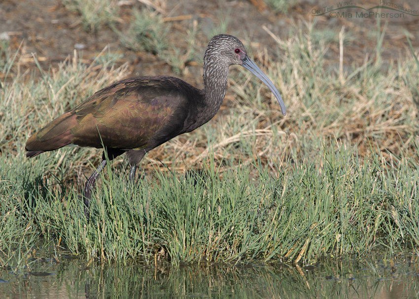 White-faced Ibis foraging at Farmington Bay WMA, Davis County, Utah