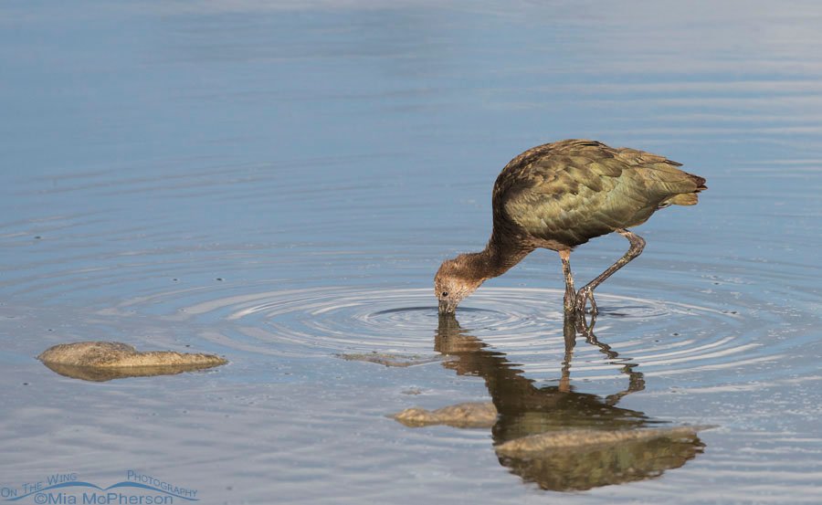 Juvenile White-faced Ibis foraging at Bear River National Wildlife Refuge, Box Elder County, Utah