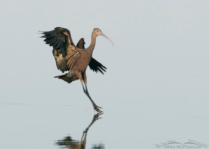 Landing White-faced Ibis at Farmington Bay WMA, Davis County, Utah