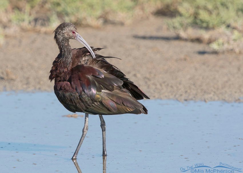 White-faced Ibis in nonbreeding plumage preening at Bear River Migratory Bird Refuge, Box Elder County, Utah