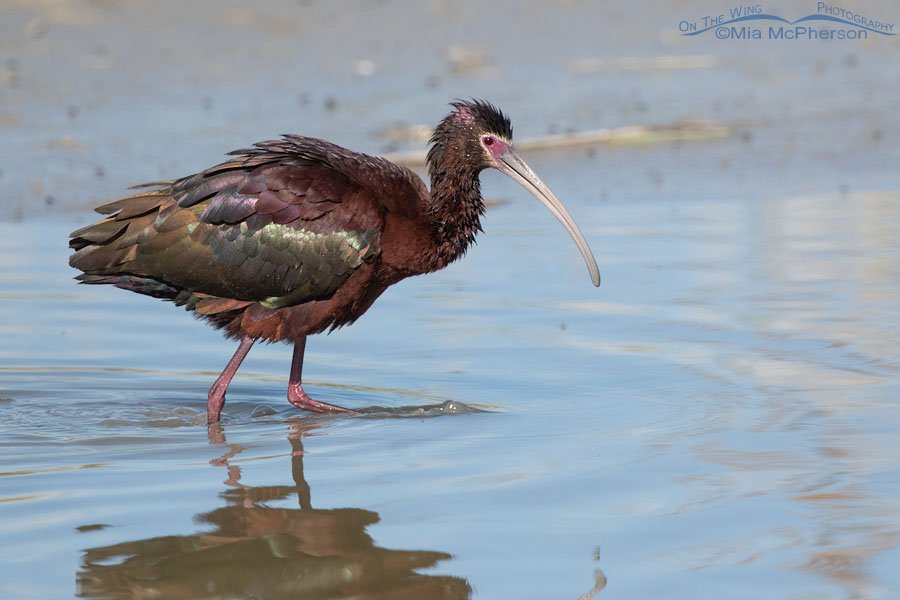 White-faced Ibis with a wet head, Bear River Migratory Bird Refuge, Box Elder County, Utah