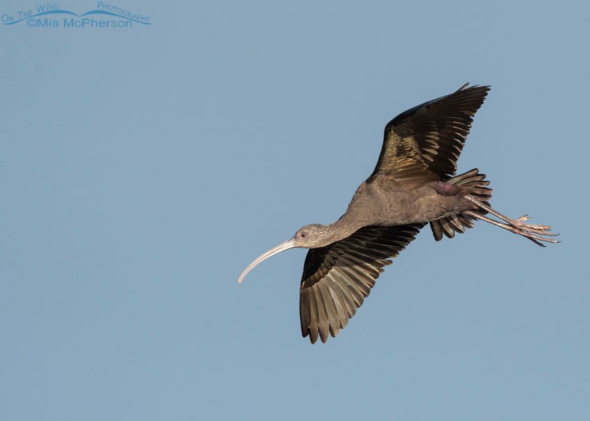 White-faced Ibis in flight over a Farmington Bay marsh, Farmington Bay WMA, Davis County, Utah