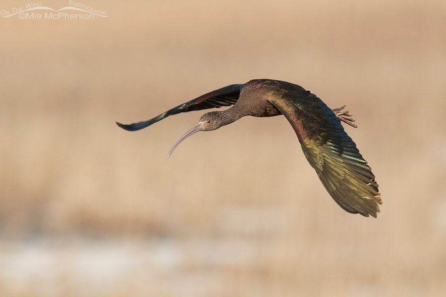 White-faced Ibis in flight over a frozen marsh, Farmington Bay WMA, Davis County, Utah