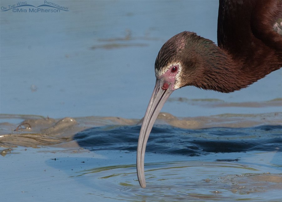 White-faced Ibis with coiled invertebrate on its lore next to its bill- Close up crop, Bear River Migratory Bird Refuge, Box Elder County, Utah