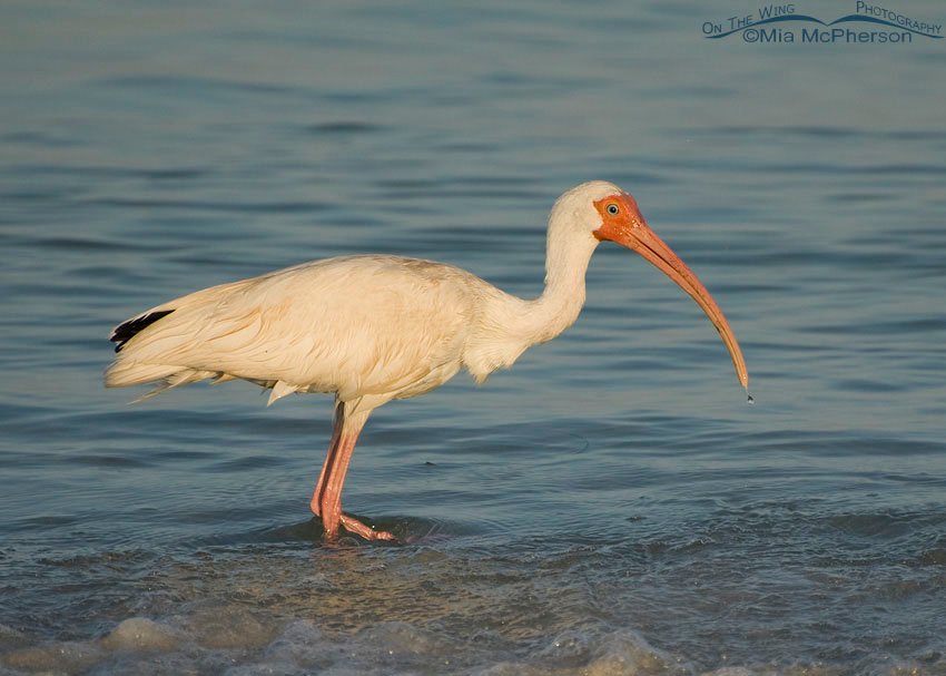 White Ibis at sunrise, Fort De Soto County Park, Pinellas County, Florida