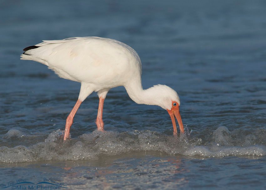 White Ibis in the Gulf, Fort De Soto County Park, Pinellas County, Florida