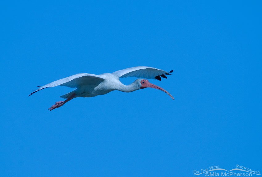 White Ibis in flight - Tungsten White Balance, Fort De Soto County Park, Pinellas County, Florida