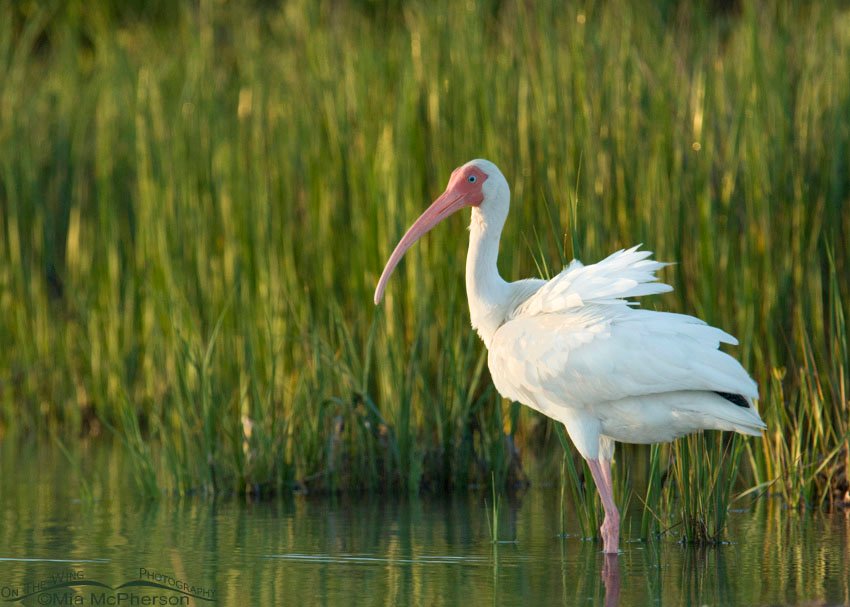 White Ibis in Spartina, Fort De Soto County Park, Pinellas County, Florida