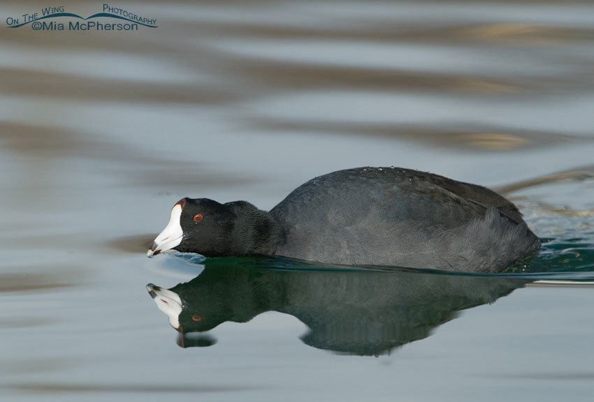 American Coot in pre-attack pose, Salt Lake County, Utah