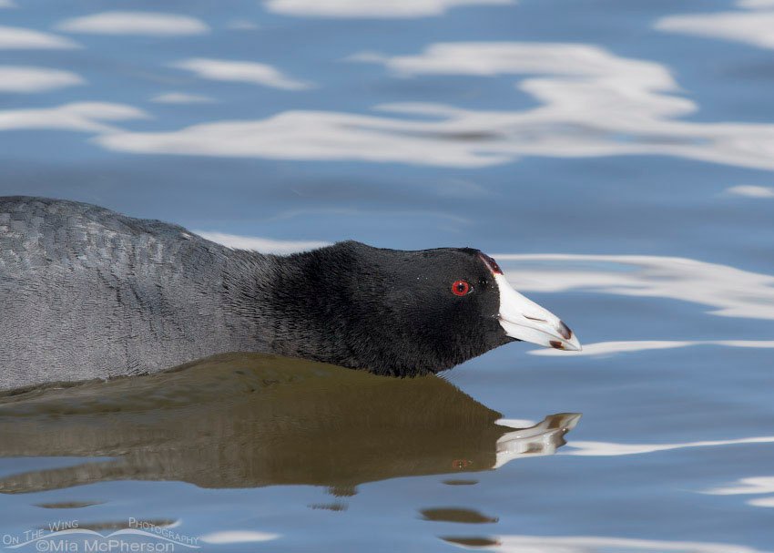 Charging American Coot portrait, Salt Lake County, Utah