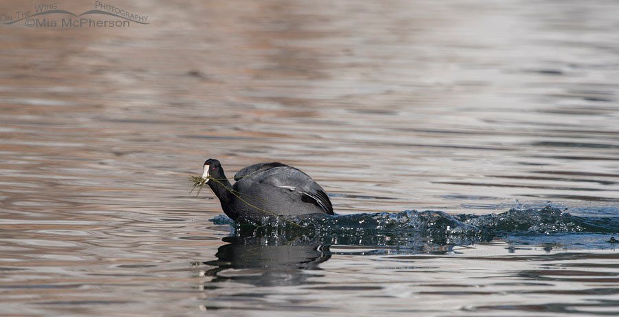 Scooting American Coot, Salt Lake County, Utah
