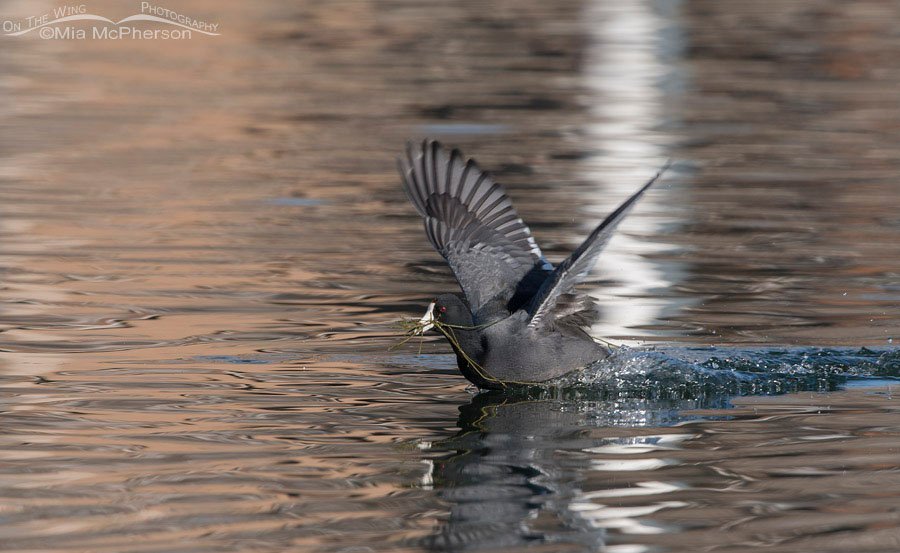 American Coot being pursued, Salt Lake County, Utah