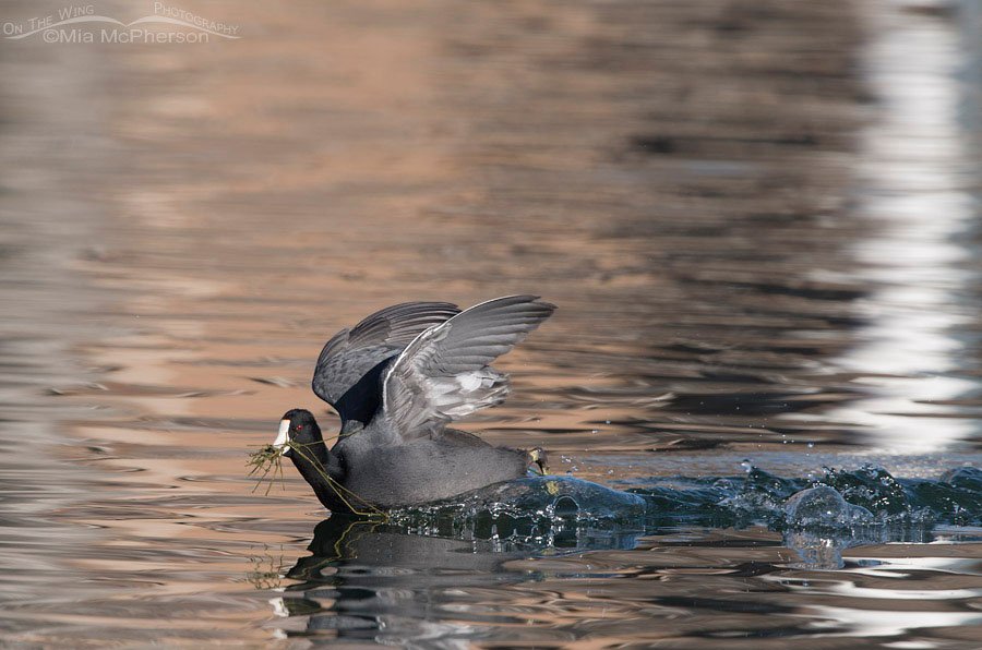 American Coot evading another coot, Salt Lake County, Utah