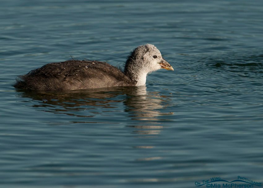 American Coot chick in Salt Lake County, Utah