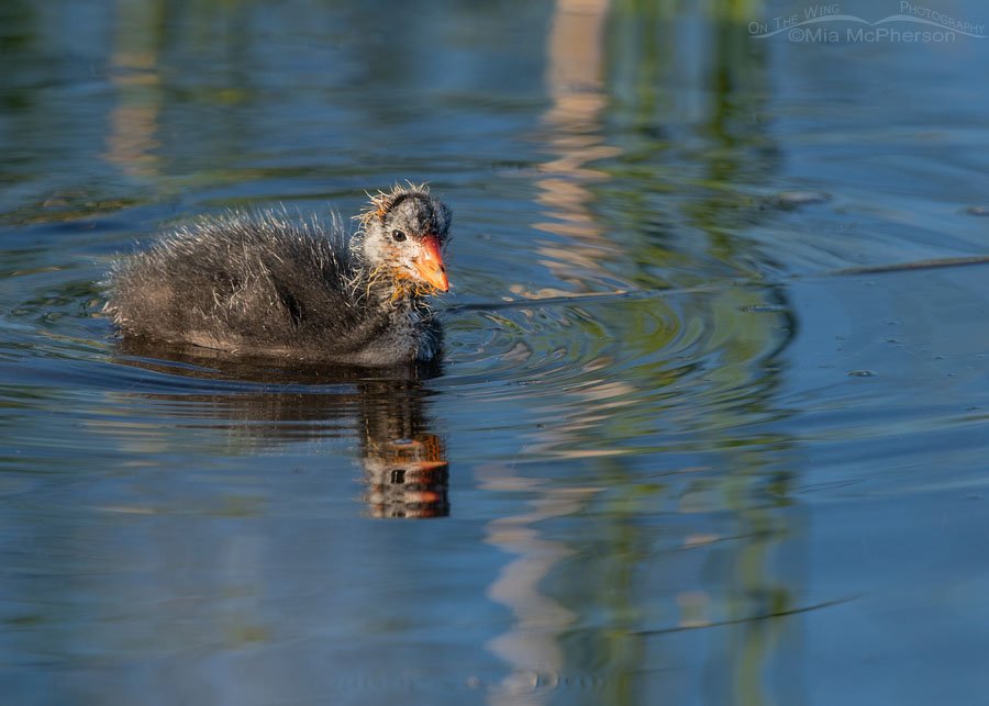 American Coot chick American Coot chick, Bear River Migratory Bird Refuge, Box Elder County, Utah