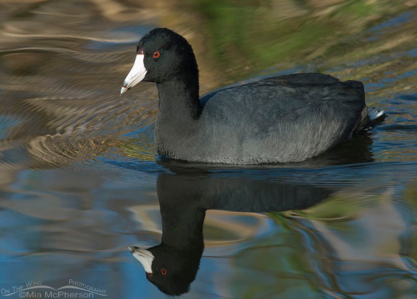 American Coot at John Chesnut Sr Park, Pinellas Florida