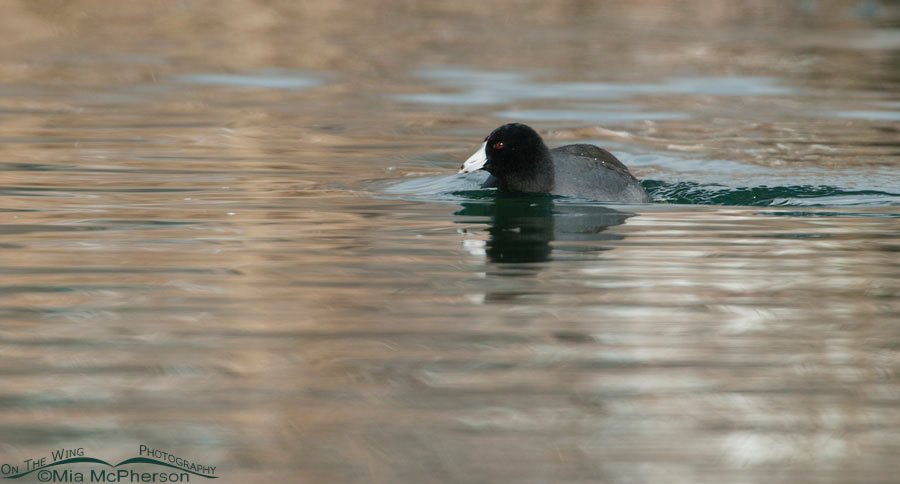 American Coot watching an adversary, Salt Lake County, Utah