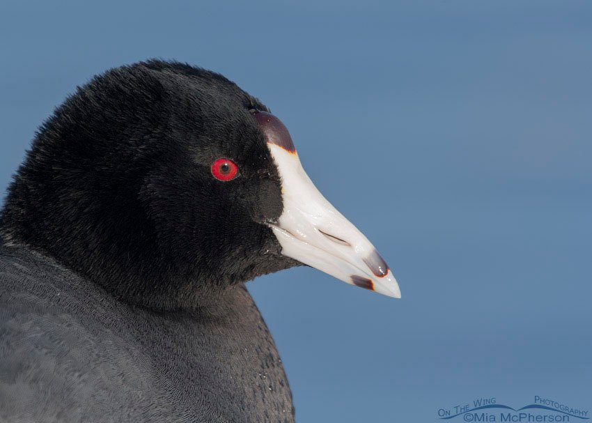 American Coot portrait, Salt Lake County, Utah