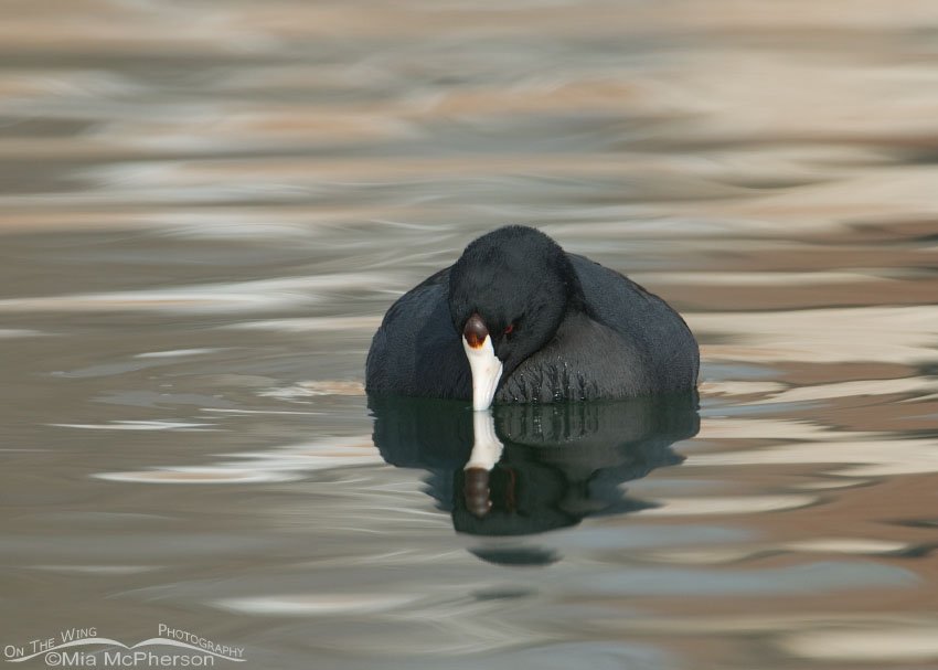 American Coot and reflection, Salt Lake County, Utah
