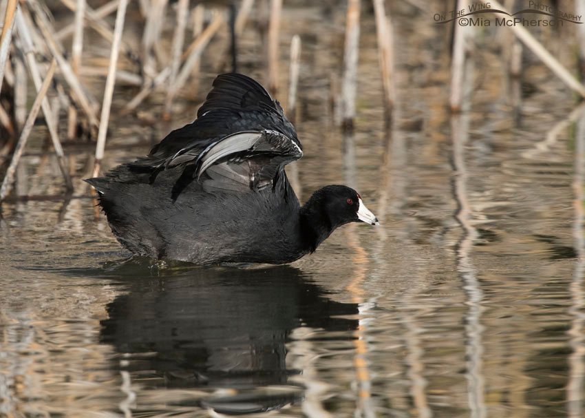 American Coot settling back onto the water at Bear River National Wildlife Refuge, Box Elder County, Utah