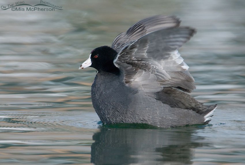 American Coot wing flapping on a winter day, Salt Lake County, Utah