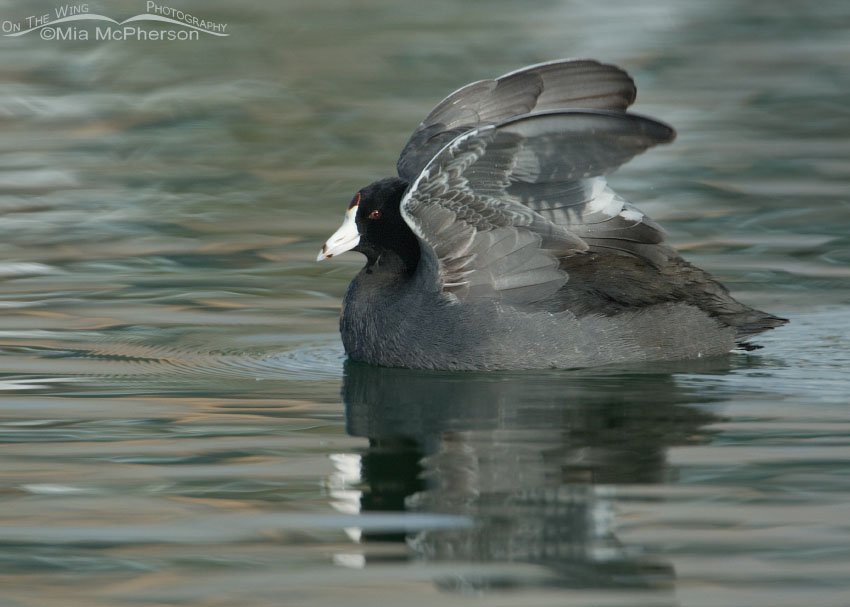 American Coot wing flap, Salt Lake County, Utah