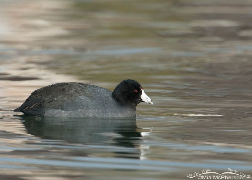 Adult American Coot in water in Salt Lake County, Utah