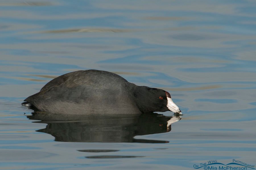 American Coot going into an attack pose, Salt Lake County, Utah