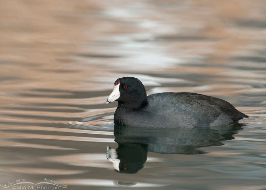 American Coot in multi-colored reflections, Salt Lake County, Utah