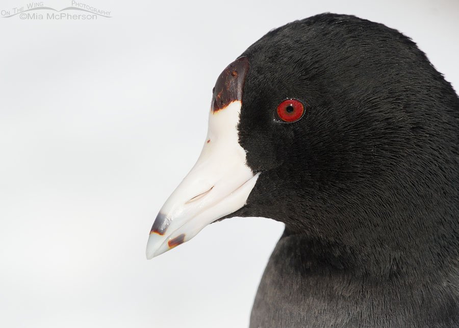 Snowy American Coot portrait, Salt Lake County, Utah