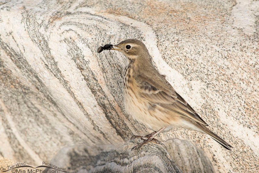 American Pipit, spider and boulder composite, Antelope Island State Park, Davis County, Utah