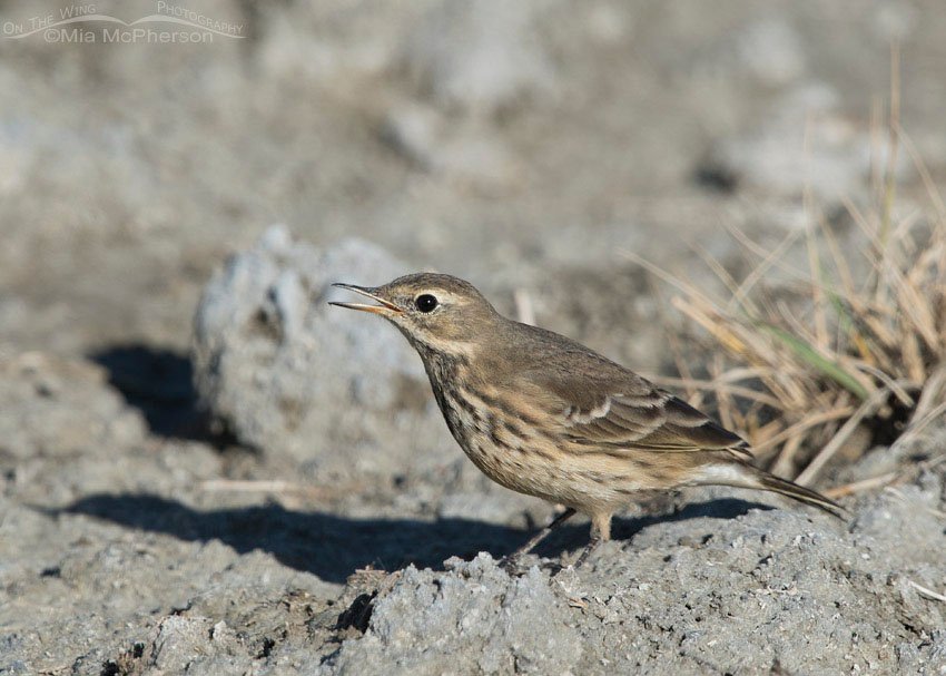 Calling American Pipit, Farmington Bay WMA, Davis County, Utah