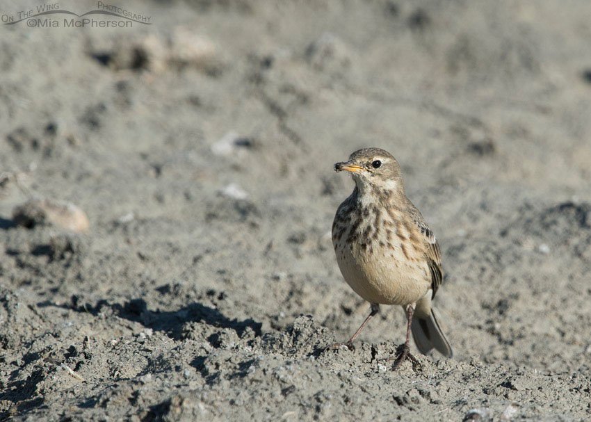 American Pipit with prey, Farmington Bay WMA, Davis County, Utah
