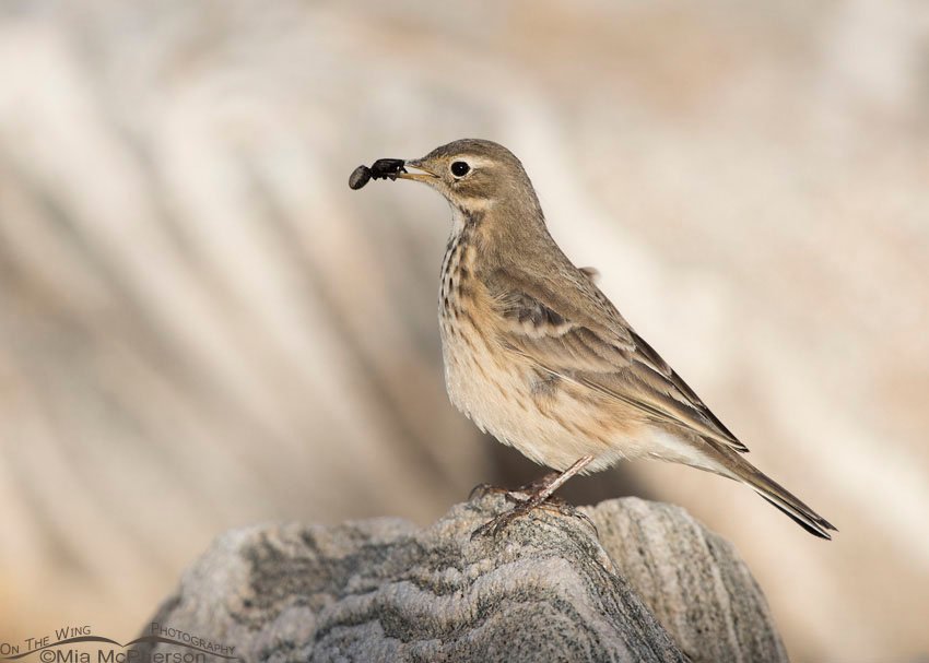 American Pipit with a spider on a boulder next to the Great Salt Lake, Antelope Island State Park, Davis County, Utah