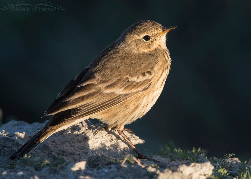 American Pipit at sunrise, Farmington Bay WMA, Davis County, Utah