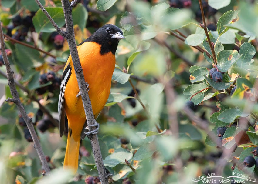 Male Baltimore Oriole in the Wasatch Mountains, Morgan County, Utah
